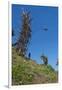 Man jumping from a bamboo tower, Pentecost land diving, Pentecost, Vanuatu, Pacific-Michael Runkel-Framed Photographic Print