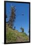 Man jumping from a bamboo tower, Pentecost land diving, Pentecost, Vanuatu, Pacific-Michael Runkel-Framed Photographic Print