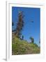 Man jumping from a bamboo tower, Pentecost land diving, Pentecost, Vanuatu, Pacific-Michael Runkel-Framed Photographic Print