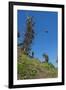 Man jumping from a bamboo tower, Pentecost land diving, Pentecost, Vanuatu, Pacific-Michael Runkel-Framed Photographic Print