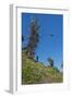 Man jumping from a bamboo tower, Pentecost land diving, Pentecost, Vanuatu, Pacific-Michael Runkel-Framed Photographic Print