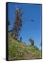 Man jumping from a bamboo tower, Pentecost land diving, Pentecost, Vanuatu, Pacific-Michael Runkel-Framed Stretched Canvas