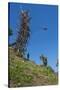 Man jumping from a bamboo tower, Pentecost land diving, Pentecost, Vanuatu, Pacific-Michael Runkel-Stretched Canvas