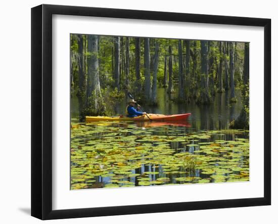 Man Kayaking, Cypress Gardens, Moncks Corner, South Carolina, USA-Corey Hilz-Framed Photographic Print