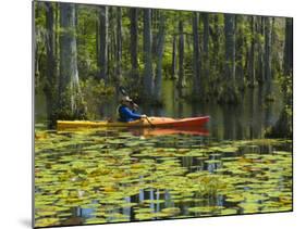 Man Kayaking, Cypress Gardens, Moncks Corner, South Carolina, USA-Corey Hilz-Mounted Photographic Print