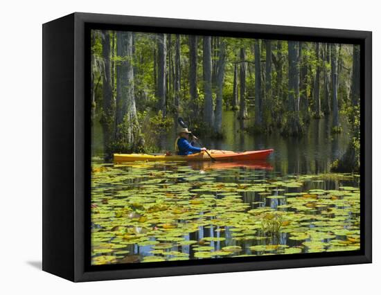 Man Kayaking, Cypress Gardens, Moncks Corner, South Carolina, USA-Corey Hilz-Framed Stretched Canvas