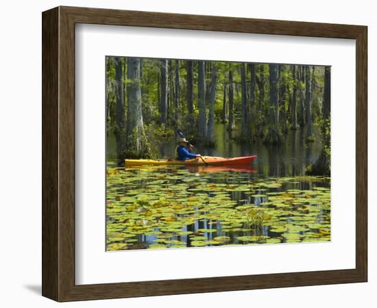 Man Kayaking, Cypress Gardens, Moncks Corner, South Carolina, USA-Corey Hilz-Framed Photographic Print