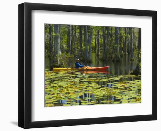 Man Kayaking, Cypress Gardens, Moncks Corner, South Carolina, USA-Corey Hilz-Framed Photographic Print