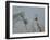 Man Leading Horse-Lincoln Seligman-Framed Giclee Print