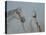 Man Leading Horse-Lincoln Seligman-Stretched Canvas