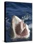 Man Making Okay Sign from Shark's Mouth-DLILLC-Stretched Canvas