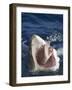 Man Making Okay Sign from Shark's Mouth-DLILLC-Framed Photographic Print