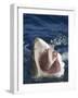 Man Making Okay Sign from Shark's Mouth-DLILLC-Framed Photographic Print