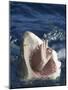 Man Making Okay Sign from Shark's Mouth-DLILLC-Mounted Photographic Print