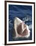 Man Making Okay Sign from Shark's Mouth-DLILLC-Framed Photographic Print