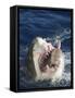 Man Making Thumbs up from Shark's Mouth-DLILLC-Framed Stretched Canvas