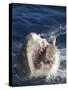 Man Making Thumbs up from Shark's Mouth-DLILLC-Stretched Canvas