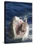 Man Making Thumbs up from Shark's Mouth-DLILLC-Stretched Canvas