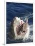 Man Making Thumbs up from Shark's Mouth-DLILLC-Framed Photographic Print