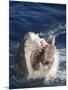 Man Making Thumbs up from Shark's Mouth-DLILLC-Mounted Photographic Print