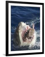 Man Making Thumbs up from Shark's Mouth-DLILLC-Framed Photographic Print