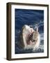 Man Making Thumbs up from Shark's Mouth-DLILLC-Framed Photographic Print