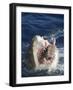 Man Making Thumbs up from Shark's Mouth-DLILLC-Framed Photographic Print