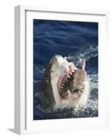 Man Making Thumbs up from Shark's Mouth-DLILLC-Framed Photographic Print