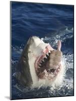 Man Making Thumbs up from Shark's Mouth-DLILLC-Mounted Photographic Print