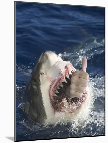 Man Making Thumbs up from Shark's Mouth-DLILLC-Mounted Photographic Print