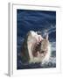 Man Making Thumbs up from Shark's Mouth-DLILLC-Framed Photographic Print