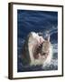 Man Making Thumbs up from Shark's Mouth-DLILLC-Framed Photographic Print