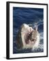 Man Making Thumbs up from Shark's Mouth-DLILLC-Framed Photographic Print