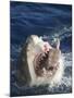 Man Making Thumbs up from Shark's Mouth-DLILLC-Mounted Photographic Print