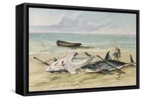 Man Measuring Two Dead Sharks on a Beach, Walvis Bay, Namibia, 1861-Thomas Baines-Framed Stretched Canvas