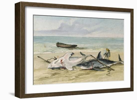 Man Measuring Two Dead Sharks on a Beach, Walvis Bay, Namibia, 1861-Thomas Baines-Framed Giclee Print