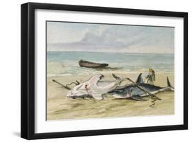 Man Measuring Two Dead Sharks on a Beach, Walvis Bay, Namibia, 1861-Thomas Baines-Framed Giclee Print