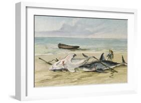 Man Measuring Two Dead Sharks on a Beach, Walvis Bay, Namibia, 1861-Thomas Baines-Framed Giclee Print