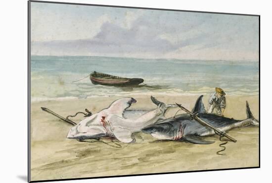 Man Measuring Two Dead Sharks on a Beach, Walvis Bay, Namibia, 1861-Thomas Baines-Mounted Giclee Print