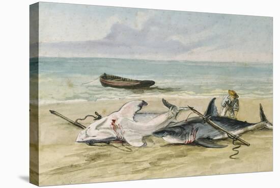 Man Measuring Two Dead Sharks on a Beach, Walvis Bay, Namibia, 1861-Thomas Baines-Stretched Canvas