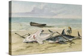 Man Measuring Two Dead Sharks on a Beach, Walvis Bay, Namibia, 1861-Thomas Baines-Stretched Canvas