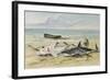 Man Measuring Two Dead Sharks on a Beach, Walvis Bay, Namibia, 1861-Thomas Baines-Framed Giclee Print
