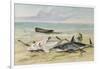 Man Measuring Two Dead Sharks on a Beach, Walvis Bay, Namibia, 1861-Thomas Baines-Framed Giclee Print