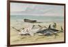 Man Measuring Two Dead Sharks on a Beach, Walvis Bay, Namibia, 1861-Thomas Baines-Framed Giclee Print