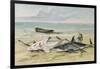 Man Measuring Two Dead Sharks on a Beach, Walvis Bay, Namibia, 1861-Thomas Baines-Framed Giclee Print