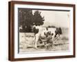 Brown Frame