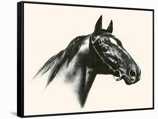 Man O' War; Champion Of Champions-C.W. Anderson-Framed Stretched Canvas