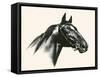 Man O' War; Champion Of Champions-C.W. Anderson-Framed Stretched Canvas