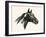 Man O' War; Champion Of Champions-C.W. Anderson-Framed Art Print