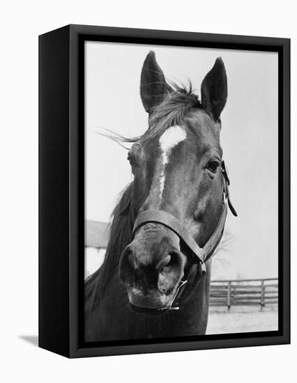 Man O' War Relaxing on His Farm-Bettmann-Framed Stretched Canvas